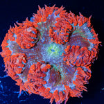 Ultra Rock Flower Anemone 