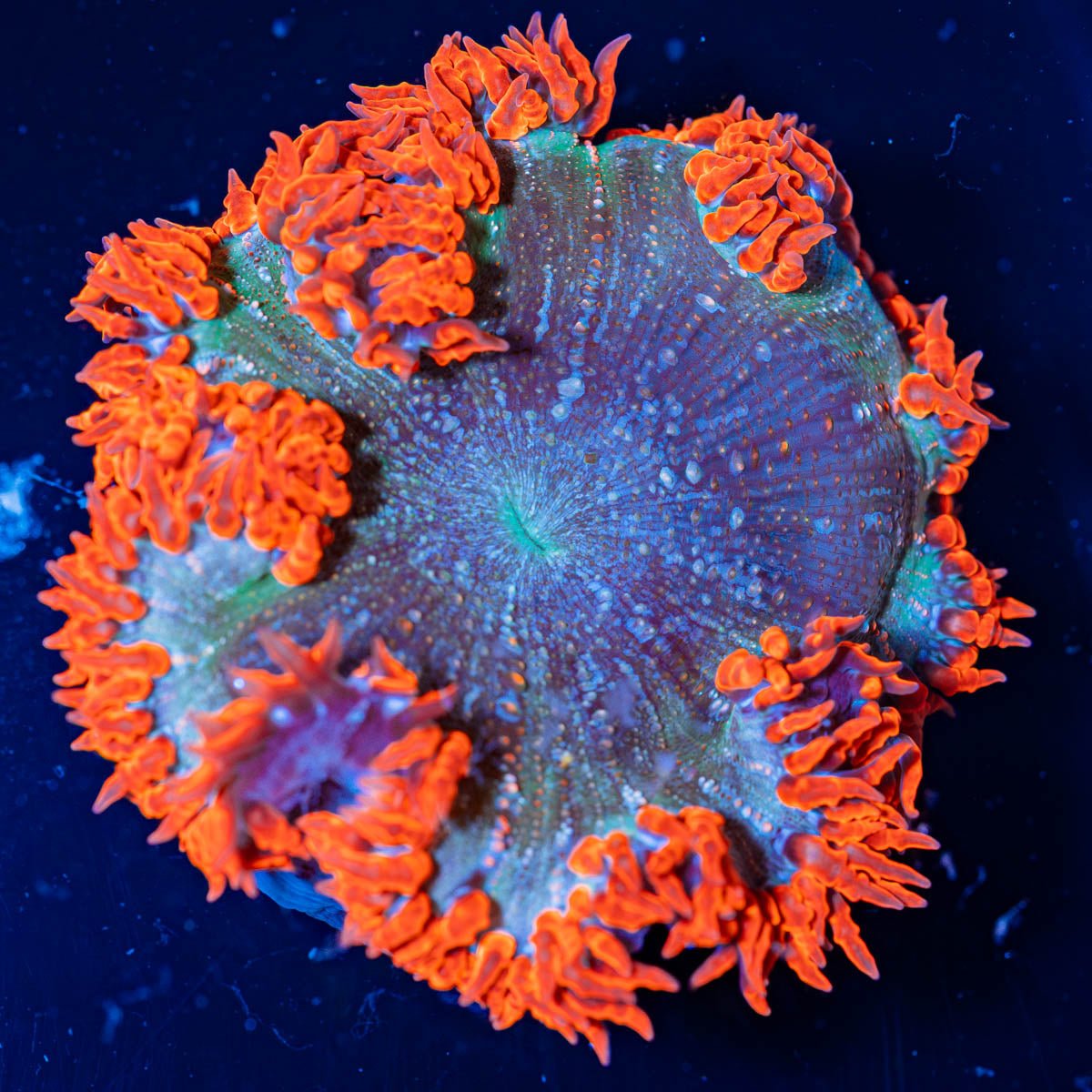 Ultra Rock Flower Anemone - riptide aquaculture llc