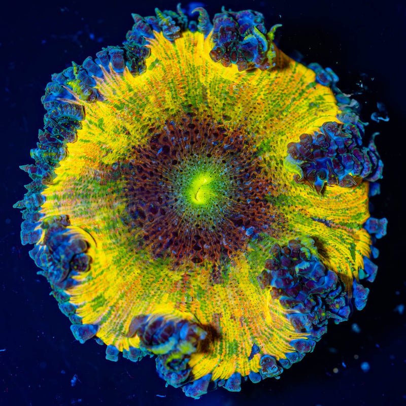 Ultra Rock Flower Anemone