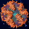 Ultra Rock Flower Anemone - riptide aquaculture llc
