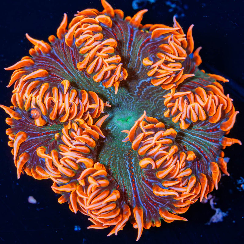 Ultra Rock Flower Anemone