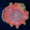 Ultra Rock Flower Anemone - riptide aquaculture llc
