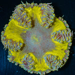 Ultra Rock Flower Anemone 