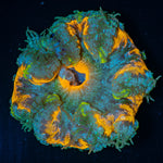 Ultra Rock Flower Anemone - riptide aquaculture llc