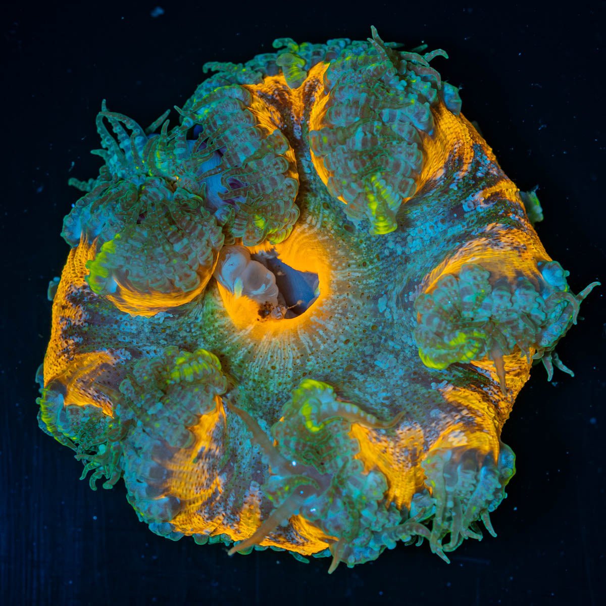 Ultra Rock Flower Anemone - riptide aquaculture llc