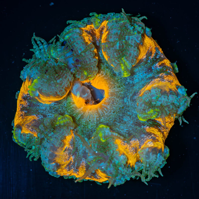 Ultra Rock Flower Anemone