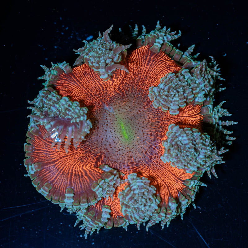 Ultra Rock Flower Anemone