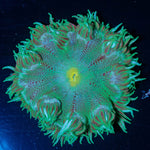 Ultra Rock Flower Anemone - riptide aquaculture llc