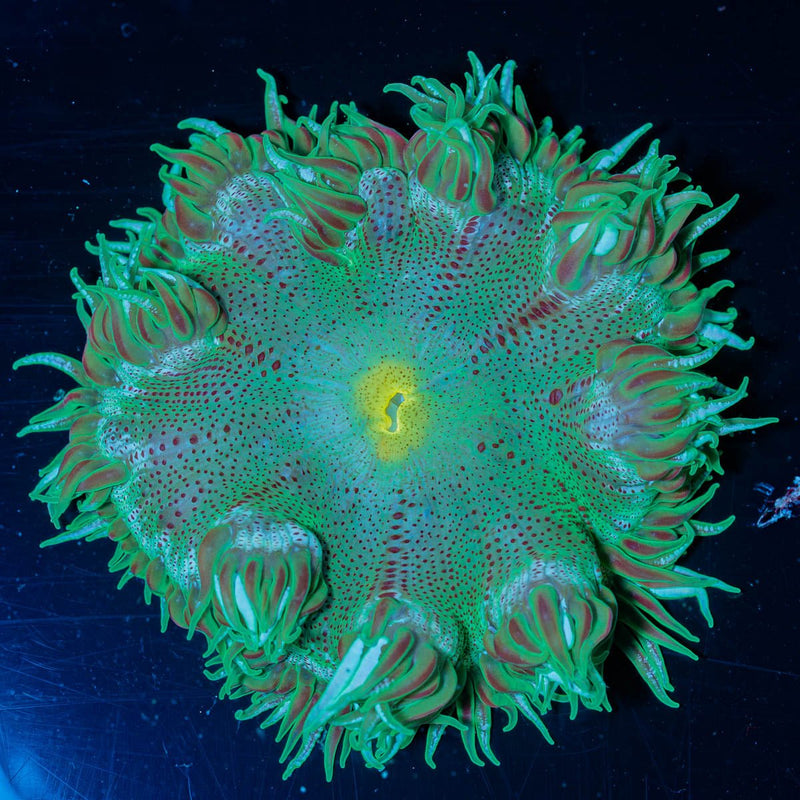 Ultra Rock Flower Anemone