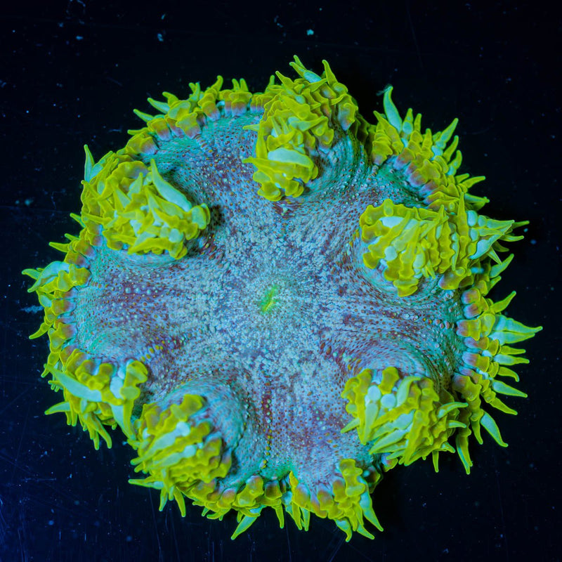 Ultra Rock Flower Anemone