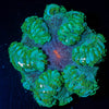 Ultra Rock Flower Anemone - riptide aquaculture llc