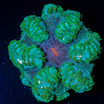 Ultra Rock Flower Anemone - riptide aquaculture llc