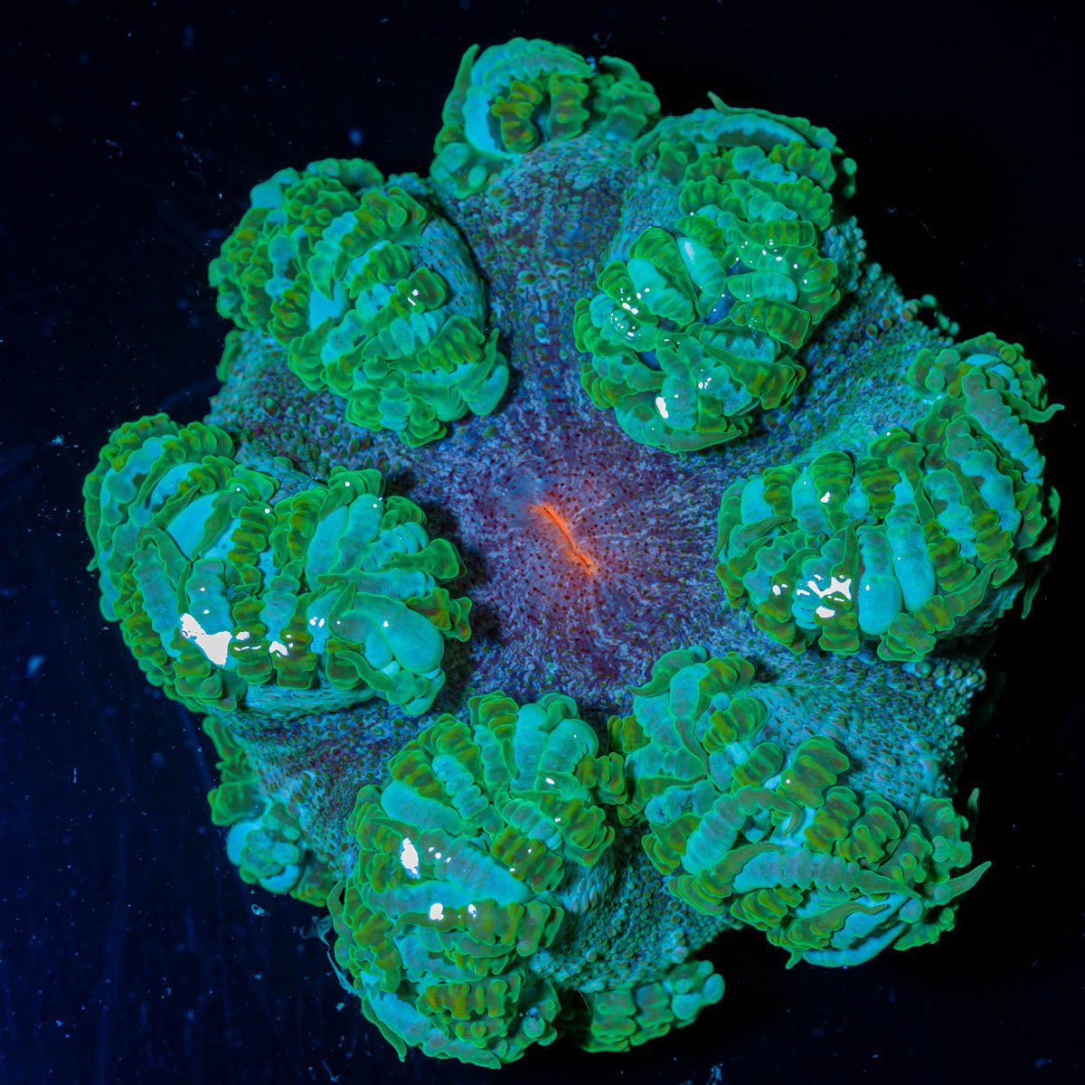 Ultra Rock Flower Anemone - riptide aquaculture llc