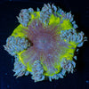 Ultra Rock Flower Anemone - riptide aquaculture llc
