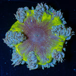 Ultra Rock Flower Anemone - riptide aquaculture llc