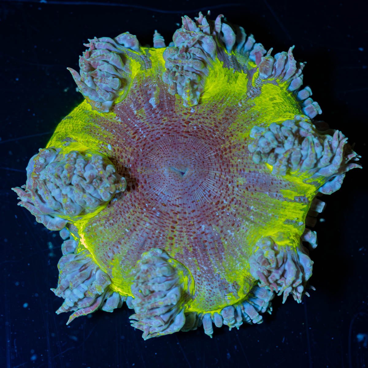 Ultra Rock Flower Anemone - riptide aquaculture llc