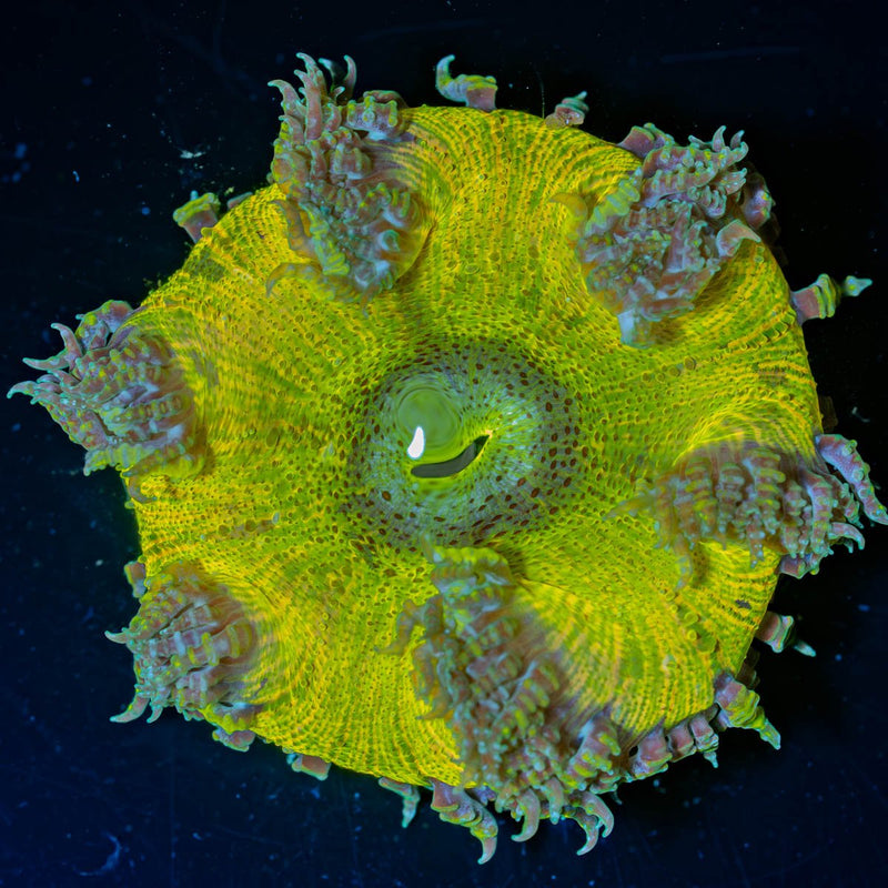 Ultra Rock Flower Anemone