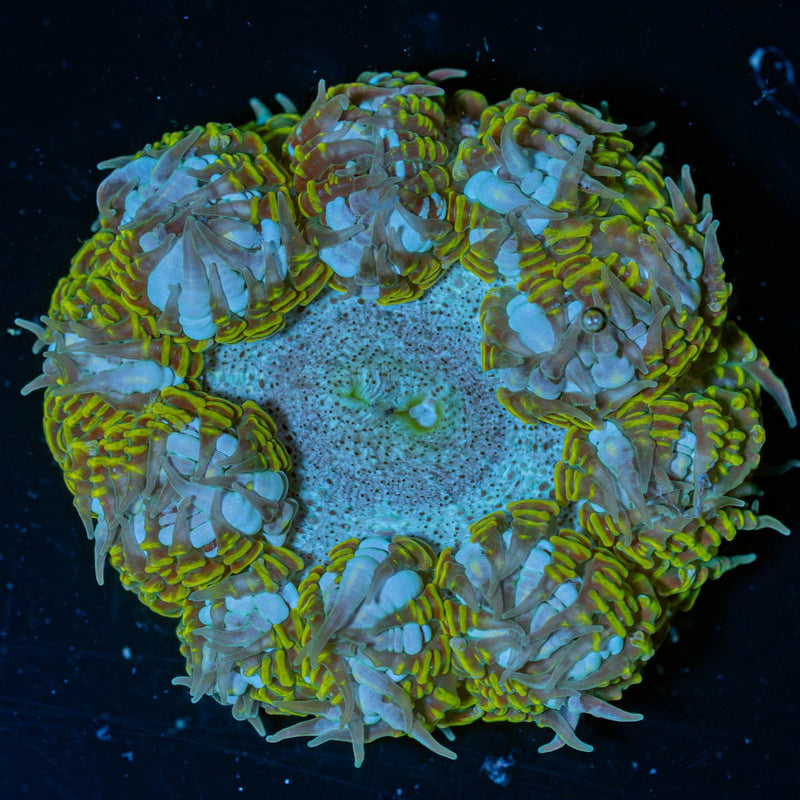 Ultra Rock Flower Anemone