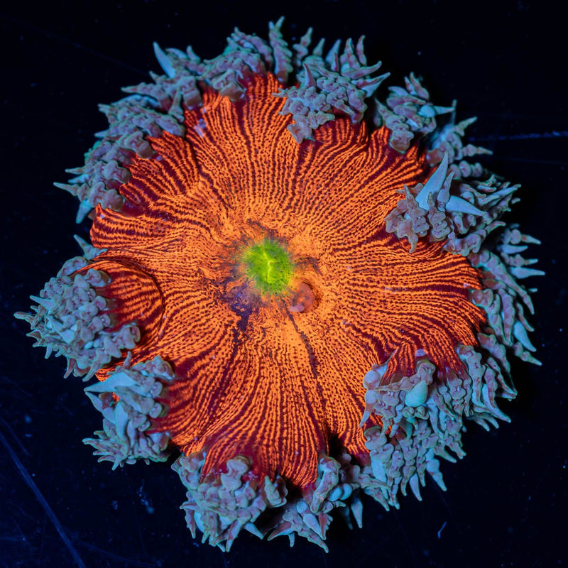 Ultra Rock Flower Anemone