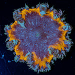 Ultra Rock Flower Anemone - riptide aquaculture llc