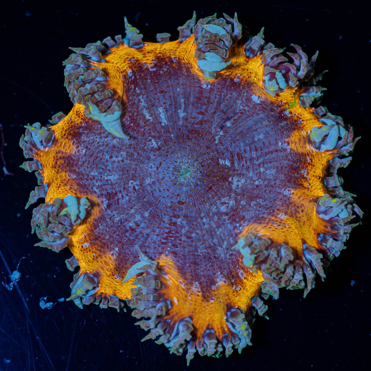 Ultra Rock Flower Anemone - riptide aquaculture llc