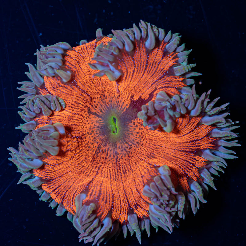 Ultra Rock Flower Anemone