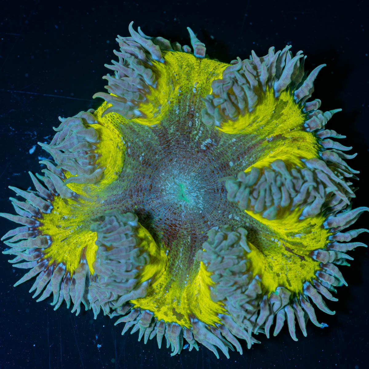 Ultra Rock Flower Anemone 