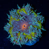 Ultra Rock Flower Anemone - riptide aquaculture llc
