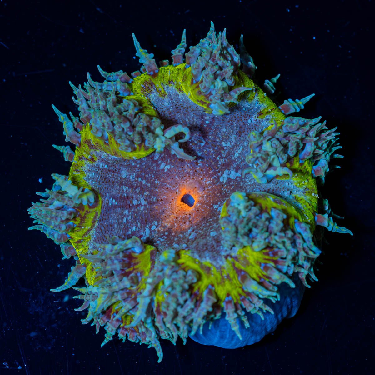 Ultra Rock Flower Anemone - riptide aquaculture llc
