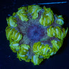 Ultra Rock Flower Anemone - riptide aquaculture llc