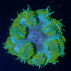 Ultra Rock Flower Anemone - riptide aquaculture llc