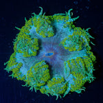 Ultra Rock Flower Anemone - riptide aquaculture llc
