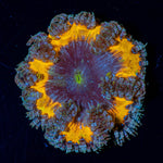 Ultra Rock Flower Anemone - riptide aquaculture llc