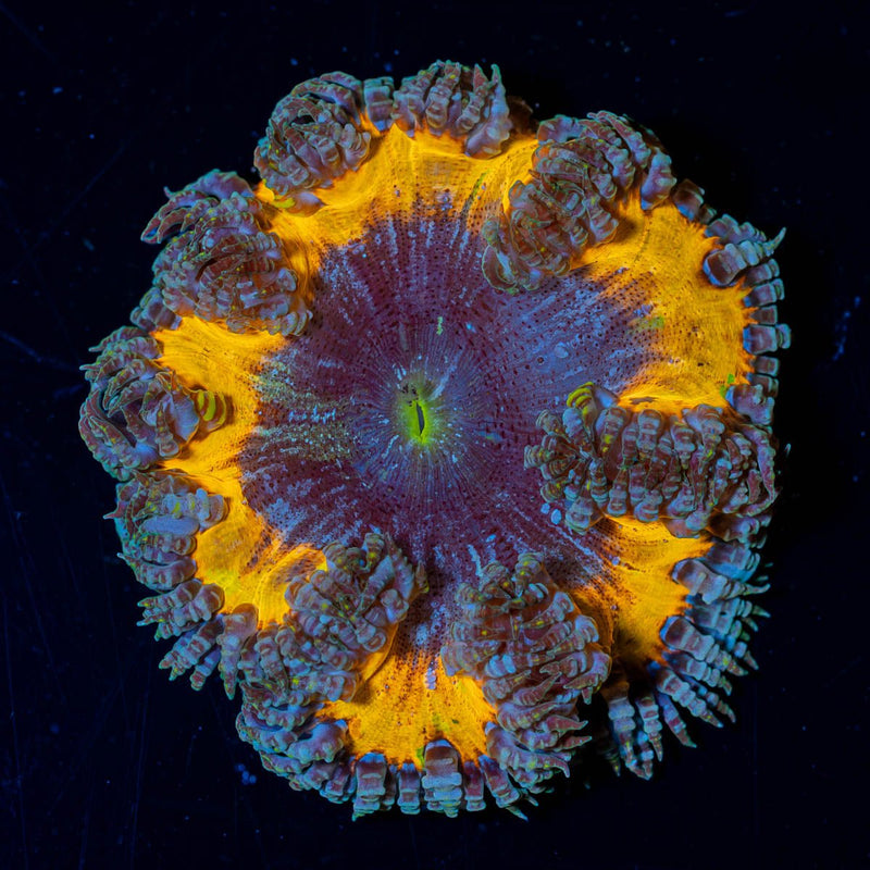 Ultra Rock Flower Anemone