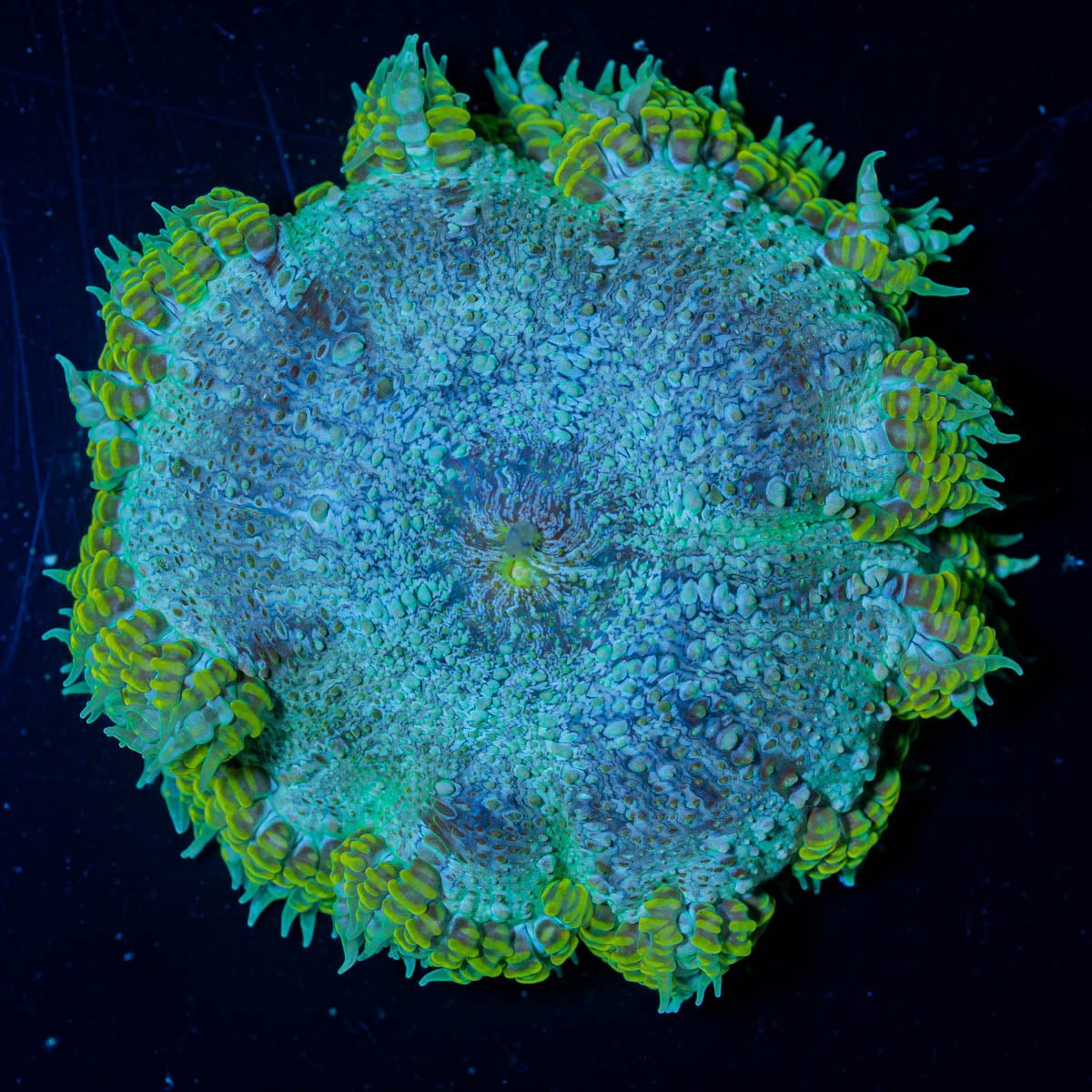 Ultra Rock Flower Anemone - riptide aquaculture llc