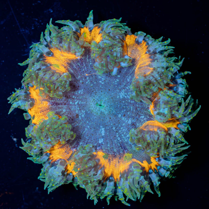 Ultra Rock Flower Anemone