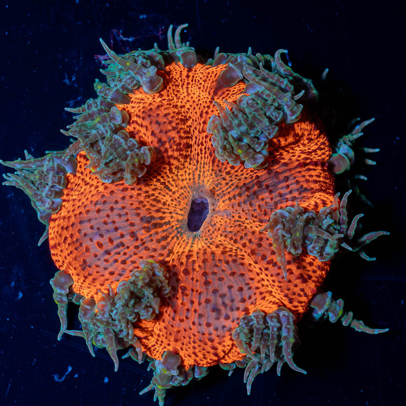 Ultra Rock Flower Anemone