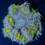 Ultra Rock Flower Anemone - riptide aquaculture llc