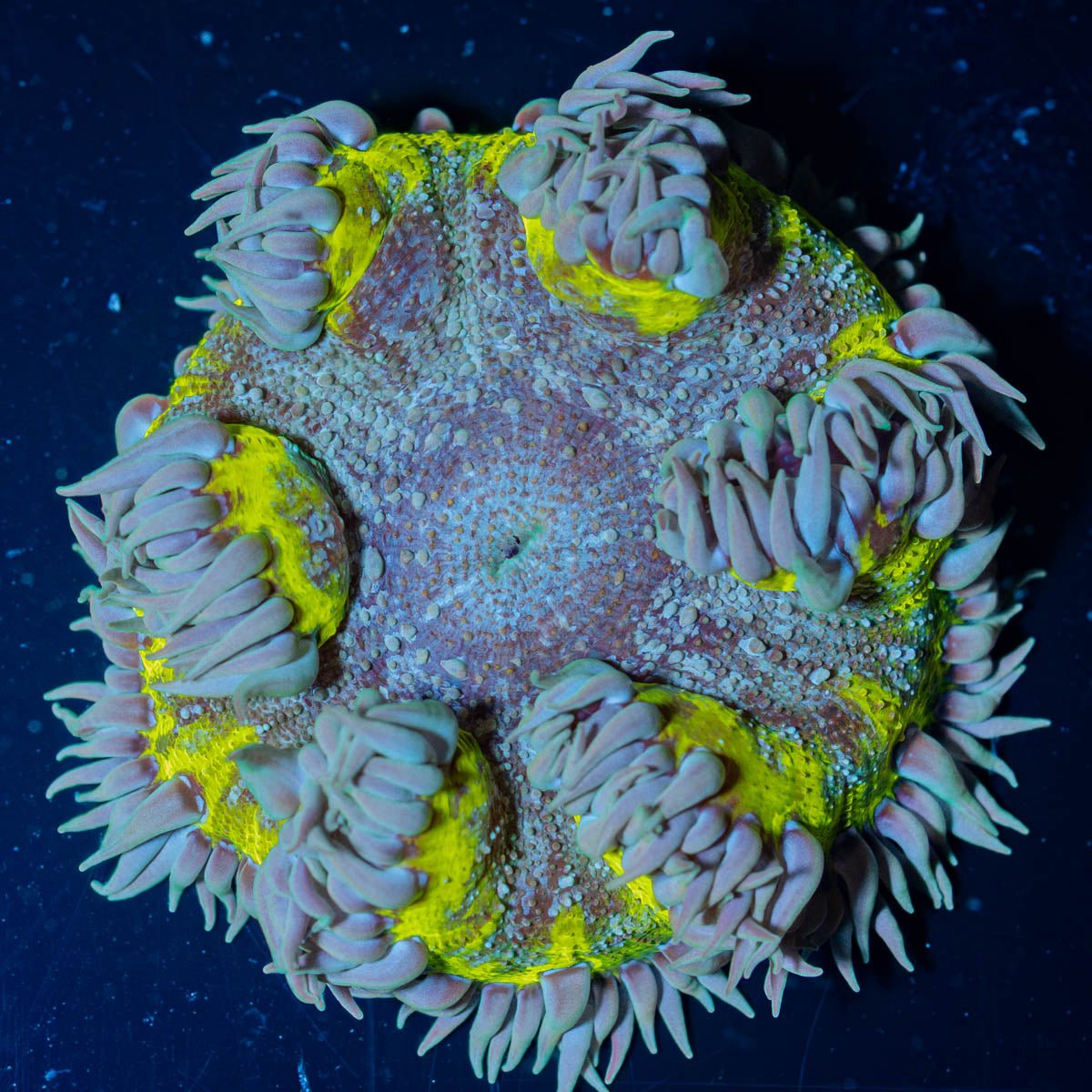 Ultra Rock Flower Anemone - riptide aquaculture llc