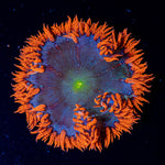 Ultra Rock Flower Anemone - riptide aquaculture llc