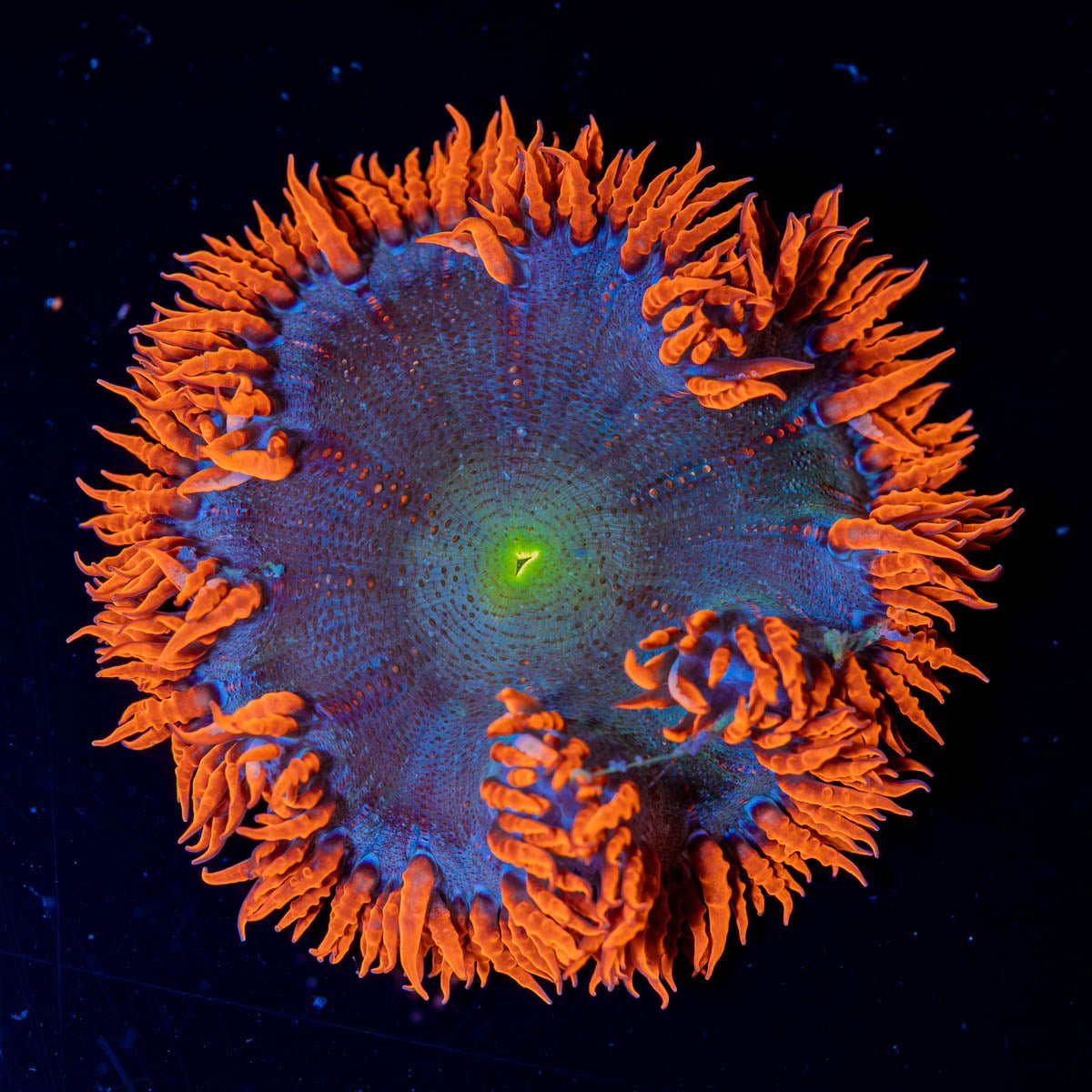 Ultra Rock Flower Anemone - riptide aquaculture llc