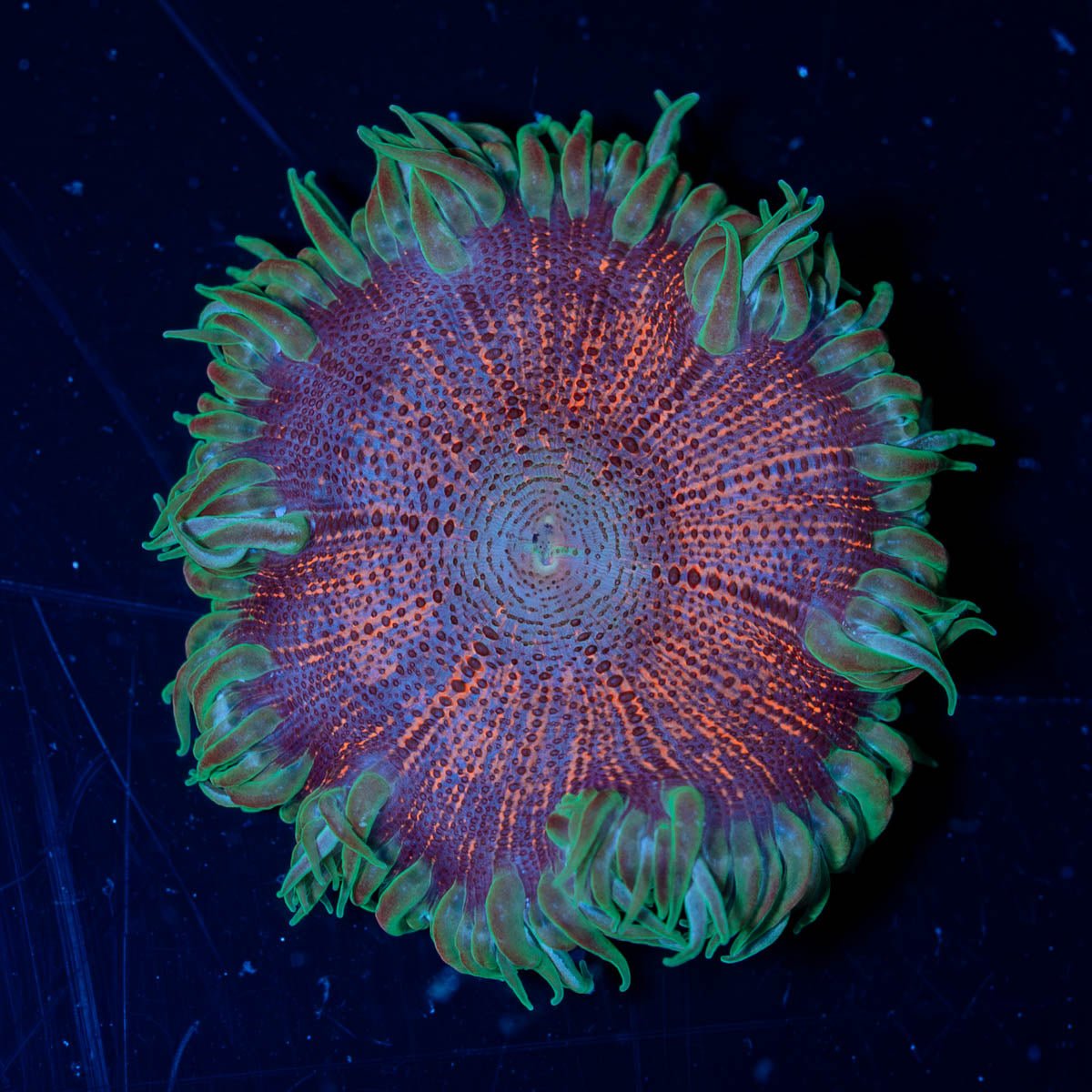 Ultra Rock Flower Anemone - riptide aquaculture llc