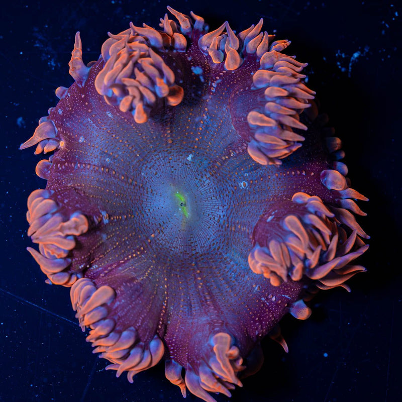 Ultra Rock Flower Anemone