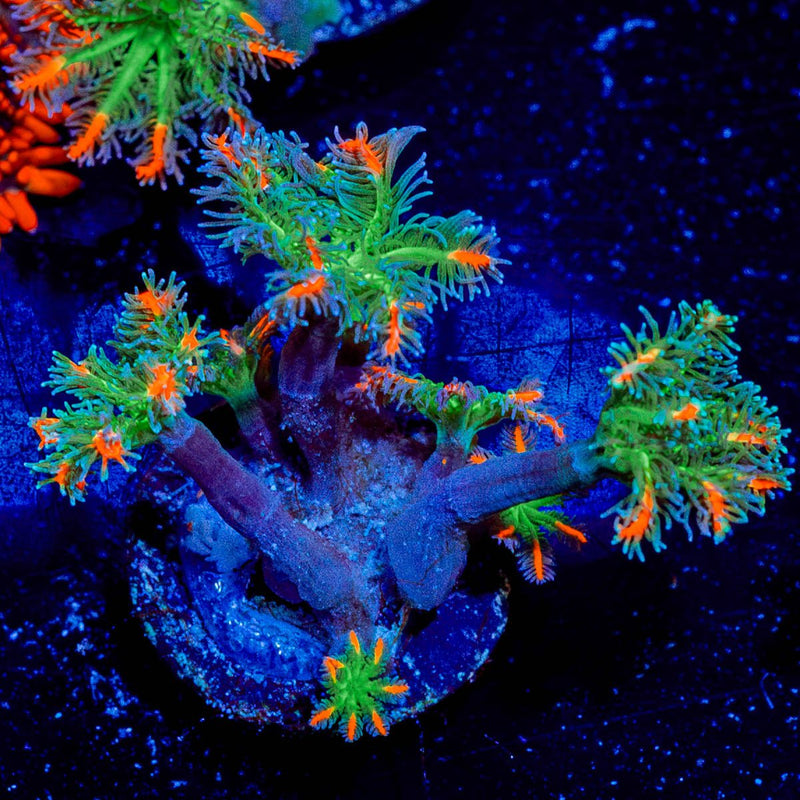 ACR FireWork Clove Polyps