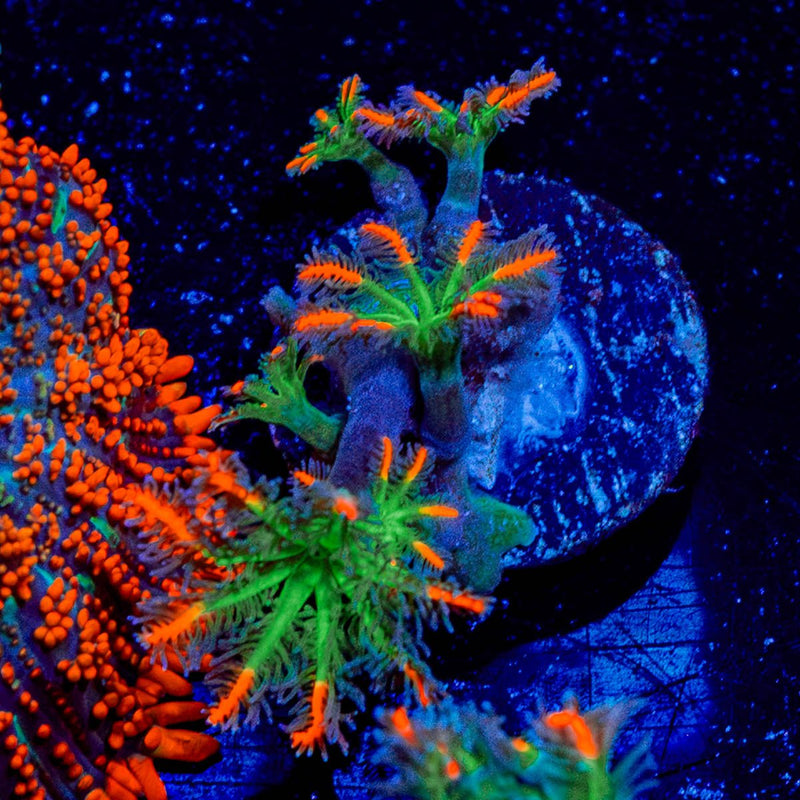 ACR FireWork Clove Polyps