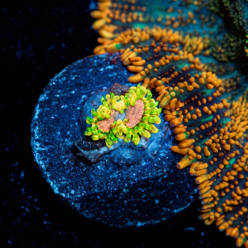 Purple Monster Zoanthid