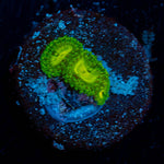 Emerald Murals Zoanthid - riptide aquaculture llc