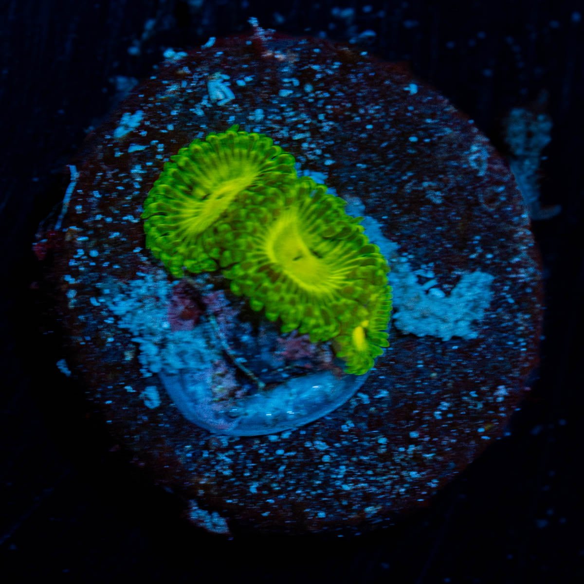 Emerald Murals Zoanthid - riptide aquaculture llc