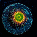 Peach Tea Zoanthid - riptide aquaculture llc