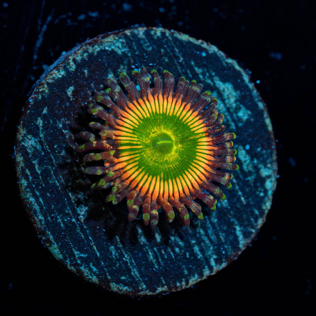 Peach Tea Zoanthid - riptide aquaculture llc
